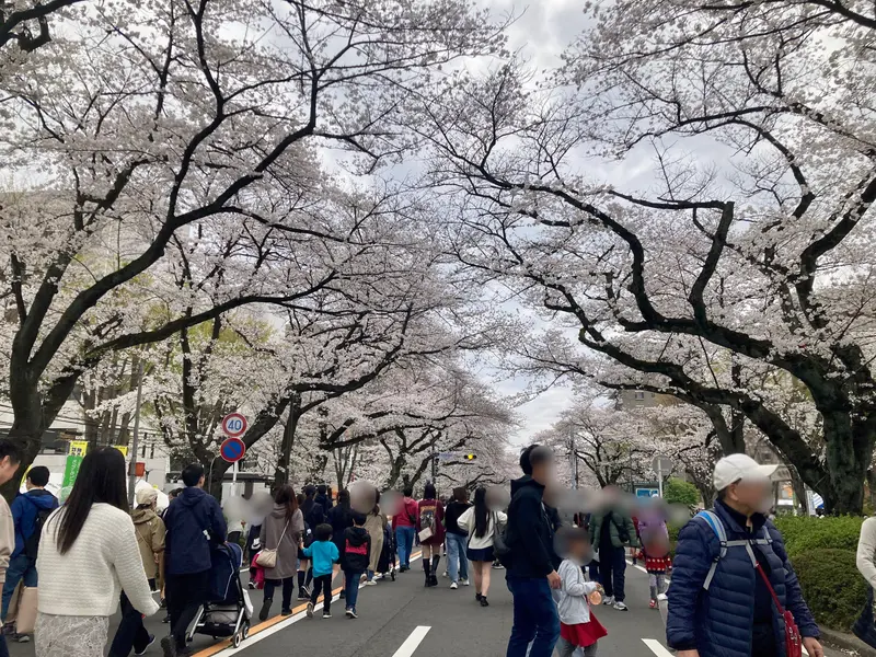 第51回相模原市民桜まつり_桜アーチ