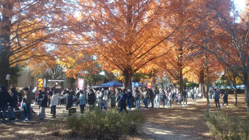 相模原市横山公園メタセコイア並木_プレスリリース