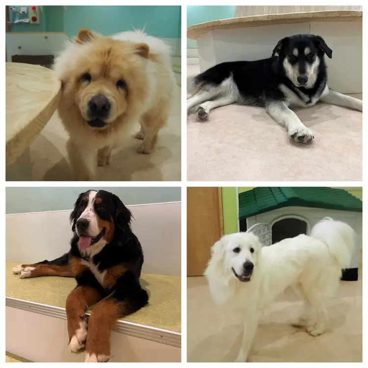 モッフル_大型犬