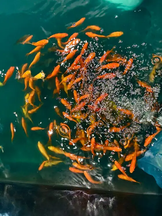 津久井の庵　金魚