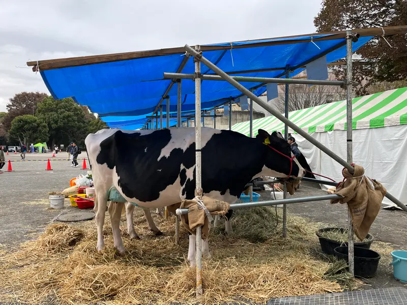 相模原市農業まつり_乳牛