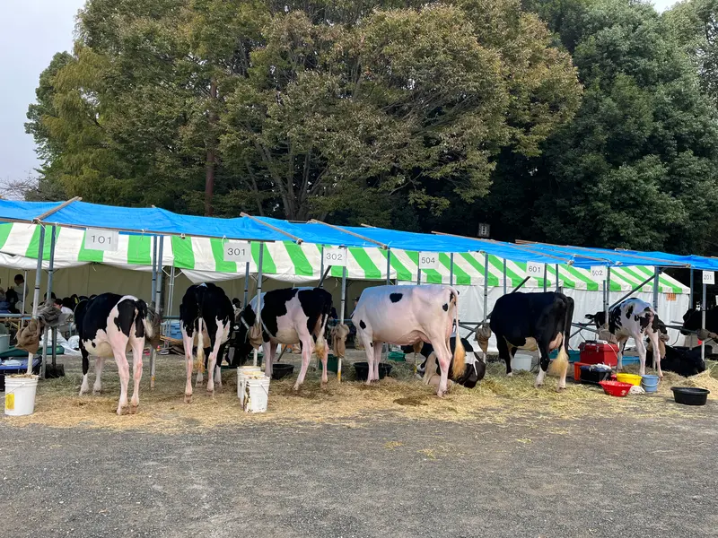 相模原市農業まつり_乳牛