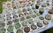 約100ブースが出店！『相模原げんきマルシェ』と『まるっと植物fes！』が淵野辺公園で開催