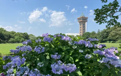 【6/14】アジサイ咲く相模原麻溝公園でマルシェ開催！体験やワークショップも