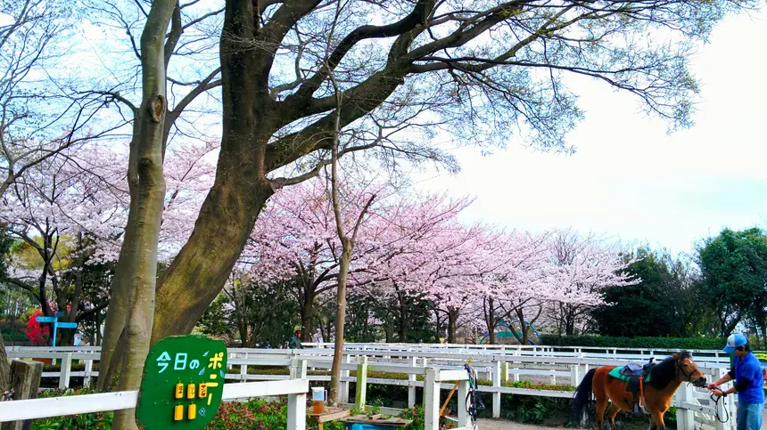 桜並木をポニーに乗って散歩！本格的なアスレチックコースも魅力的な『相模原麻溝公園』