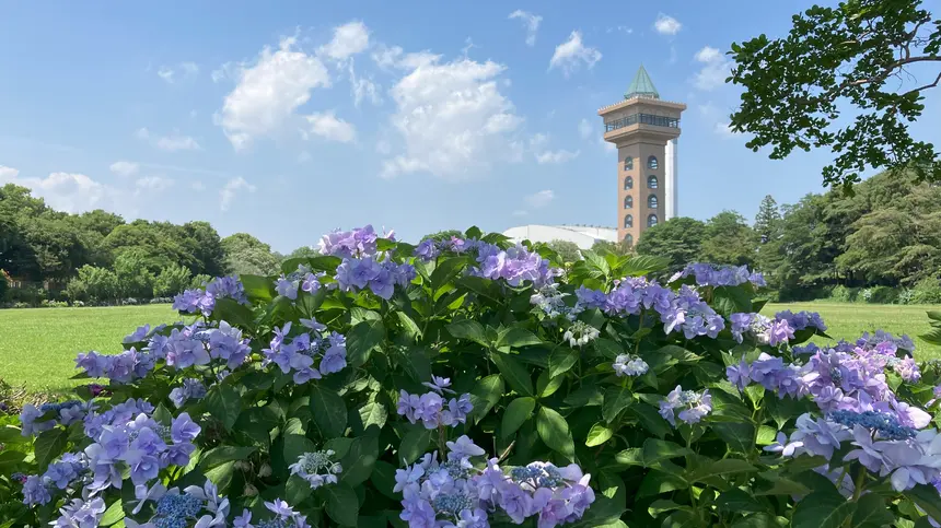 【6/14】アジサイ咲く相模原麻溝公園でマルシェ開催！体験やワークショップも